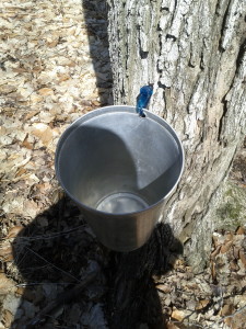 Maple sap bucket hanging from a tree