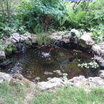 Pond outside my home