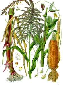 Franz Eugen Köhler, Köhler's Medizinal-Pflanzen Maize: (a) Lower part of the plant (b) top of plant with male inflorescense (c) middle of plant with female inflorescenses (d) ear/cob: (1) two pollen grains of a male inflorescense (3, 4) female flowers (5) female flowers with stigma (6) fruit bottom view (7) fruit side view (8) fruit cross-section views This image (or other media file) is in the public domain because its copyright has expired.